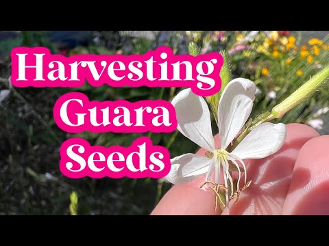 How to Harvest and Save Guara Seeds | Seed Saving Guide