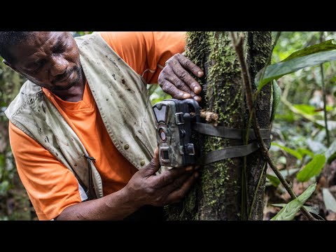 Camera Trap Distance Sampling (CTDS) - how to process video data