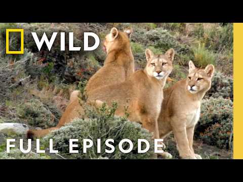 Boone Smith Battles a Puma (Full Episode) | Man vs. Puma | Nat Geo Animals
