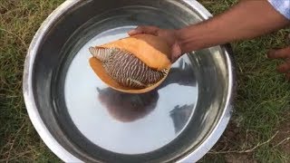 Cooking Giant Sea Snail with Parottas - Trying a Different Dish with Monster Snail