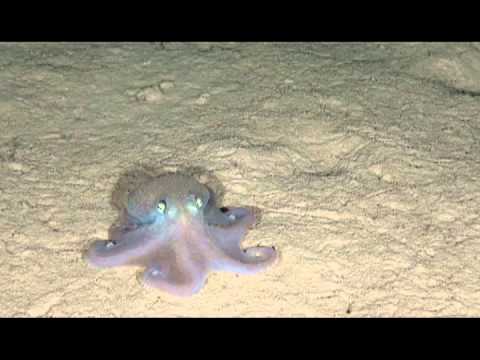 Raw Footage Captures Life 1,000 Meters Below Sea Level | Oceana