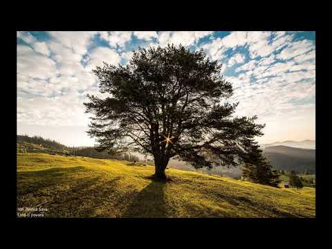 Vali Pentea Sava - Lasa-ti povara