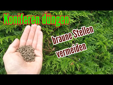 Koniferen richtig düngen und braune Stellen in der Hecke vermeiden