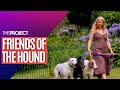 Friends Of The Hound: The Woman Saving Ex-Racing Greyhounds From Euthanasia