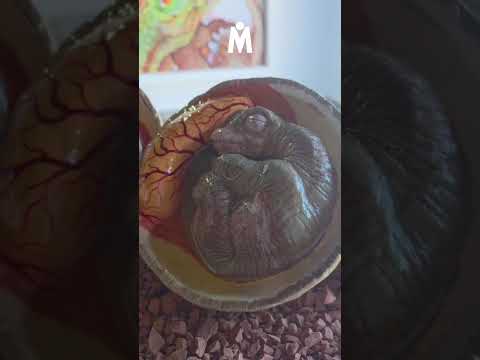 🦖 95 MILLONES DE AÑOS bajo tierra en La Rioja