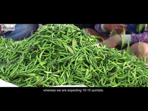 014 - Maharashtra Chilli Gold Treatment - Shri. Rameshwar Jadhav Video