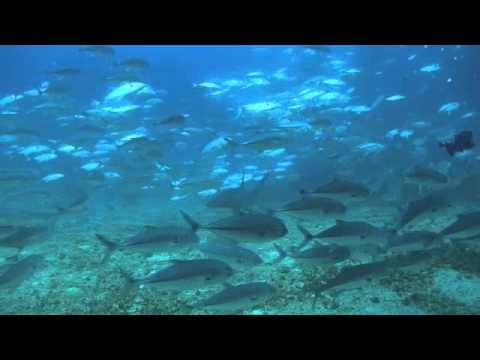 Malpelo Coiba Tauchen Yemaya II Panama Kolumbien 2013