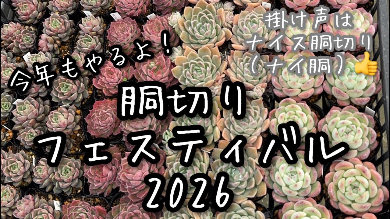 【多肉植物】2026胴切りフェスティバル会場！ 2026.04.02