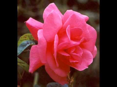 Katarina by Rescue Brothers