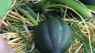 Organic Backyard Gardening: Acorn Squash