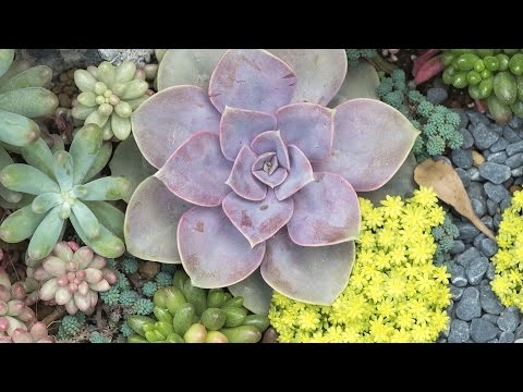 Succulents 101 | Southern Living