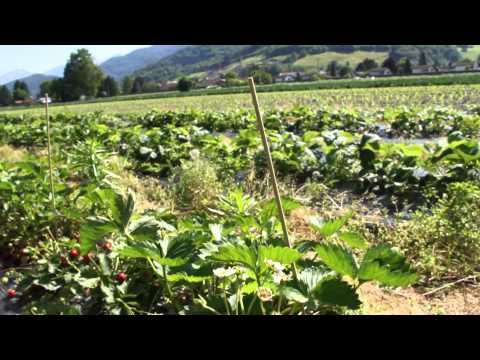 Strawberry breeding - About vescana hybrids