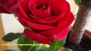 Tengo ganas  (Bronco)