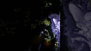 Frog battle rainette meridionale  Hyla meridionalis combat territoire