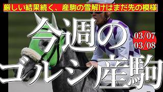 今週のゴールドシップ産駒 (03/07,08)【厳しい結果続く、産駒の雪解けはまだ先の模様／メイプルキュート,マンマリアーレなど】