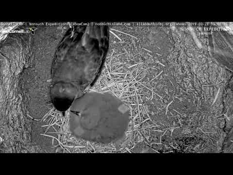 Peeping Cahow Chick Announces Adult's Return – March 28, 2019