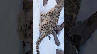 Download lagu SNOW LEOPARD| LADAKH | PANTHERA EXPEDITION | mp3