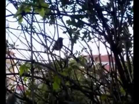 Paseando por el Limia