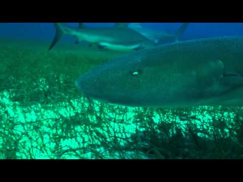 Sharks of Bahamas, Tiger Beach,Bahamas