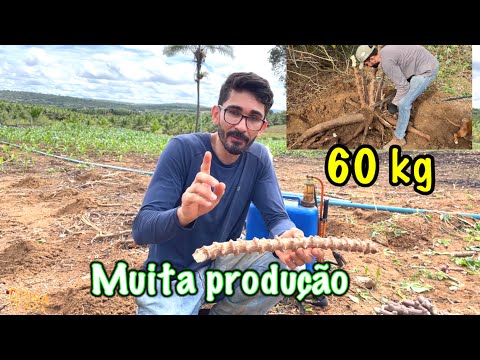 Não plante mandioca sem assistir esse vídeo/ grande produção
