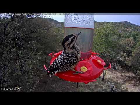 Ladder-backed Woodpecker Sips Nectar In West Texas – March 17, 2020