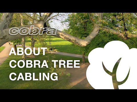 YouTube Thumbnail QvbywJazMl8