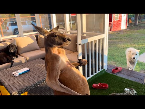 This Kangaroo Destroyed My Porch
