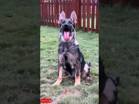 #dog #viralvideo #germanshepherd #topbreed #shortsvideo #bestbreed #pets #viralshorts
