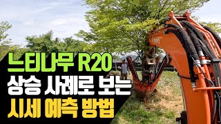 느티나무 R20 상승 사례로 보는 시세 예측 방법 | 나무대장
