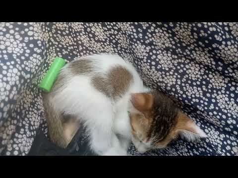 cat video