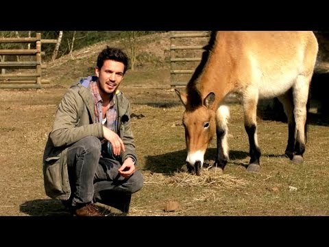 DB-Challenge - Wildpferde zähmen in Hanau