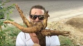 Ep 91 - Don't kill the Moringa!!  To Prune or not to Prune... Check out that TAP ROOT!