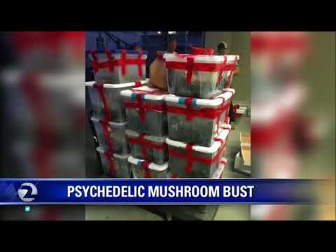 Domestic fight leads Berkeley police to uncover $1M in psychedelic mushrooms