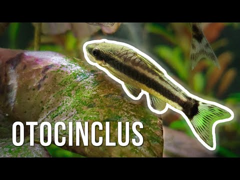 Otocinclus Catfish - Best Algae-Eating Nano Fish?