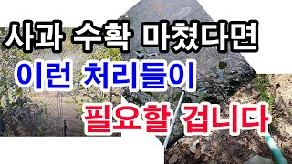 사과 수확 마쳤다만 사과나무 이런 처리들이 필요할 겁니다.(사과 재배, 사과 수확후 할 일, 사과나무 병해충…