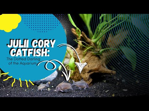 Julii Corydoras Catfish — bodkované krásky