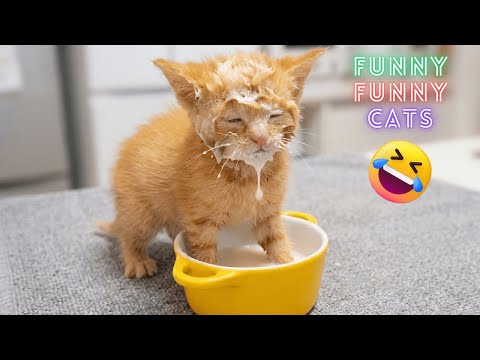 Funny Cats 😺 Internet’s Funniest Cat Videos 2025