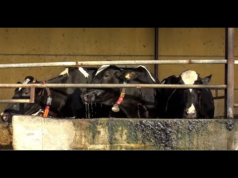 Niente cavalli, solo mucche sotto il cofano