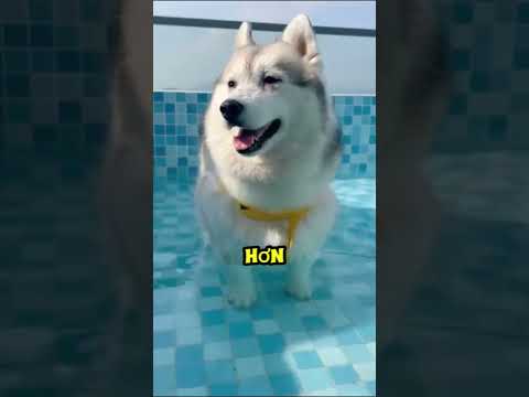 Tập bơi cho chú cún