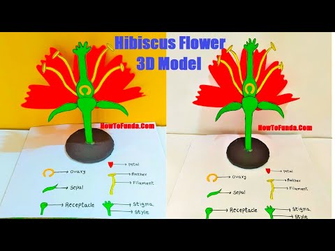 balanced diet working wheel model for healthy life science project howtofunda nutrition wheel