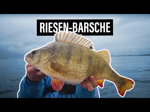 MONSTER BASS in shallow water. Plus the Surströmming Challenge 🤮