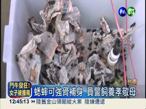 養蟋蟀孝敬母 退休警變批發大戶