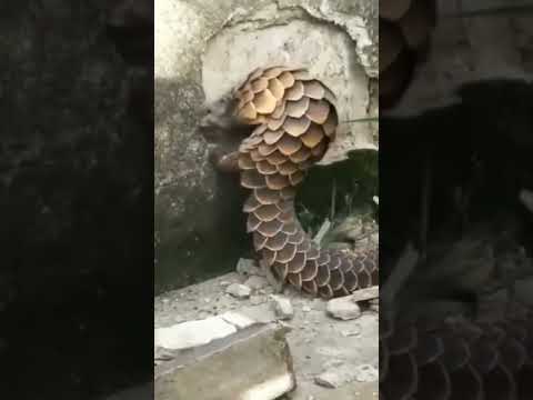 Pangolin viral video  #shorts #tiktok #funny