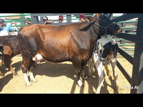 Feira de gado em Craibas Alagoas 03/10/26#nordeste 