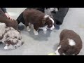 Miniature Australian Shepherd dogs for sale: Duke - Video 1