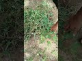 Chhui Mui Si Lagti Hoo Song Nature