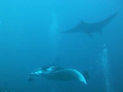 immagine di anteprima del video: Mante alla Cleaning Station (Maldive) 2010