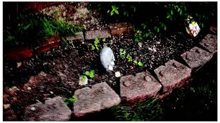 Blind Melon - Vernie (Unofficial Music Video dedicated to Vernie)