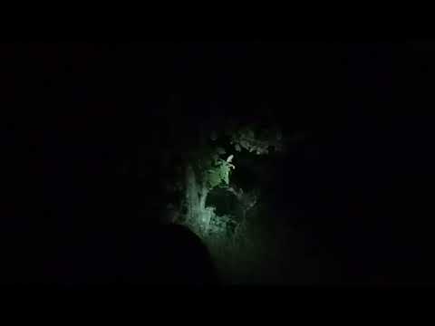 The tiger and his entire family in Sumiran Van. Possibly... we are establishing a rapport with them!