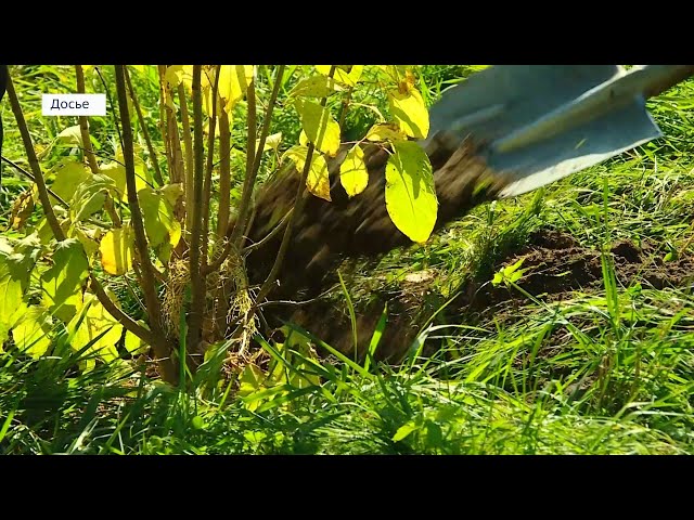 Зелёная традиция